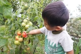 トマトの収穫.jpg